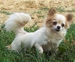[Image: chihuahua_long_hair_02_puppies_for_sale.jpg]