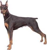 [Image: doberman.jpg]