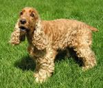[Image: english_cocker_spaniel.jpg]