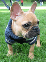 [Image: french-bulldog-puppy.gif]