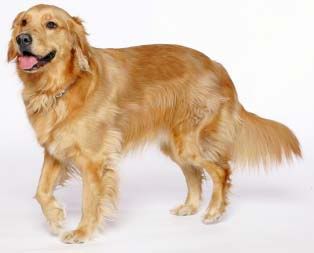 [Image: golden-retriever.jpg]