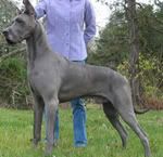 [Image: great-dane.jpg]