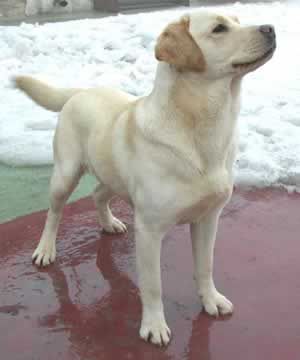 [Image: labrador_retriever.jpg]