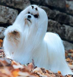 [Image: maltese.jpg]