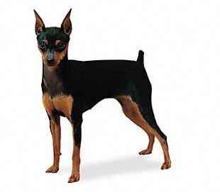 [Image: miniature_pinscher.jpg]