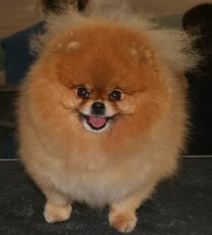 [Image: pomeranian.jpg]