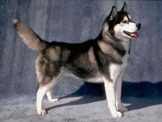 [Image: siberian_husky.jpg]