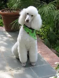 [Image: standardpoodle.jpg]