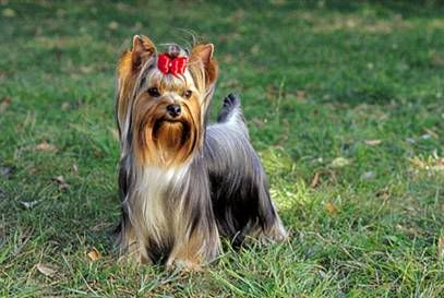 [Image: yorkshire_terrier.jpg]