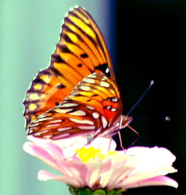butterfly Pictures, Images and Photos